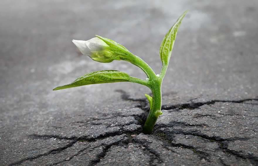 flower-tree-growing-concrete-pavement-101